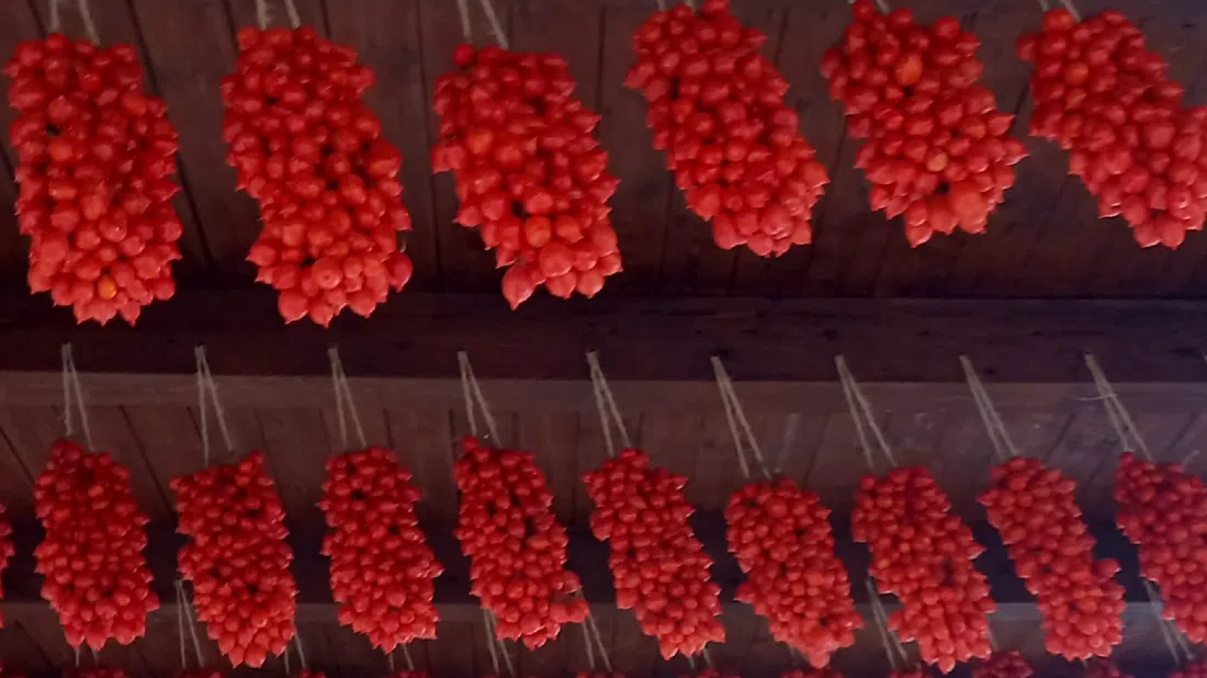Pomodorino del Piennolo del Vesuvio DOP farms (Consorzio di Tutela), Naples